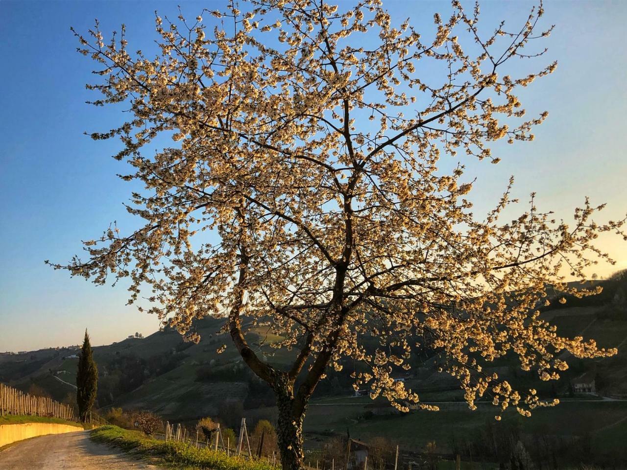 Panoramic Villa Garassino - Country Rooms And Fine Restaurant Treiso Exteriér fotografie